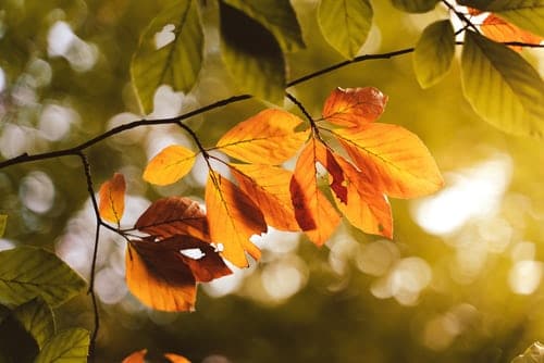 Autumn Musings